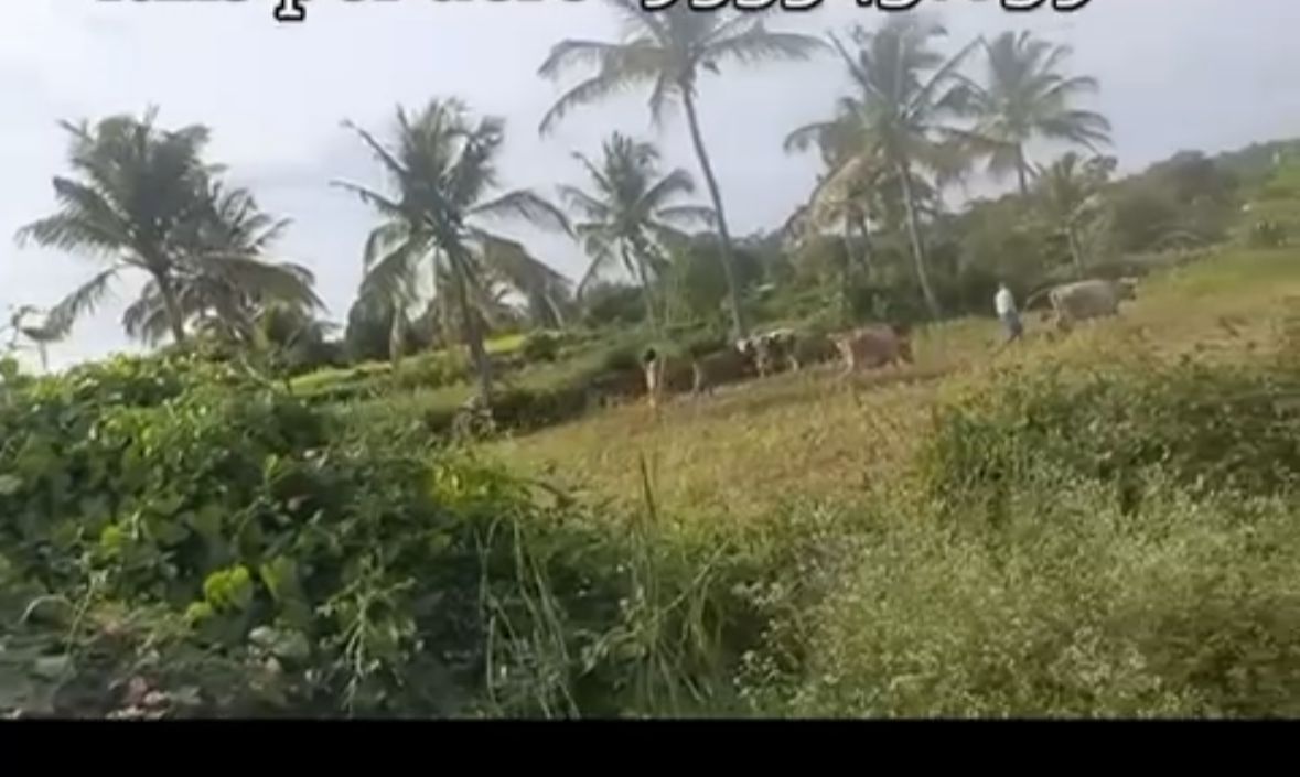 🆔 *Property ID – 5171* 🥥🌴 *3 Acre Coconut Farm for Sale – Hanur, Chamarajanagar District*